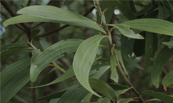Acacia Tingoorensis Pedley