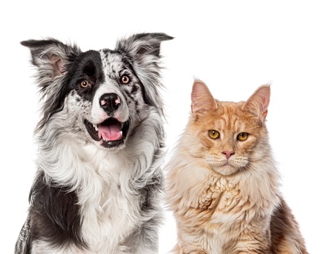 AMC- dog and cat image .jpg