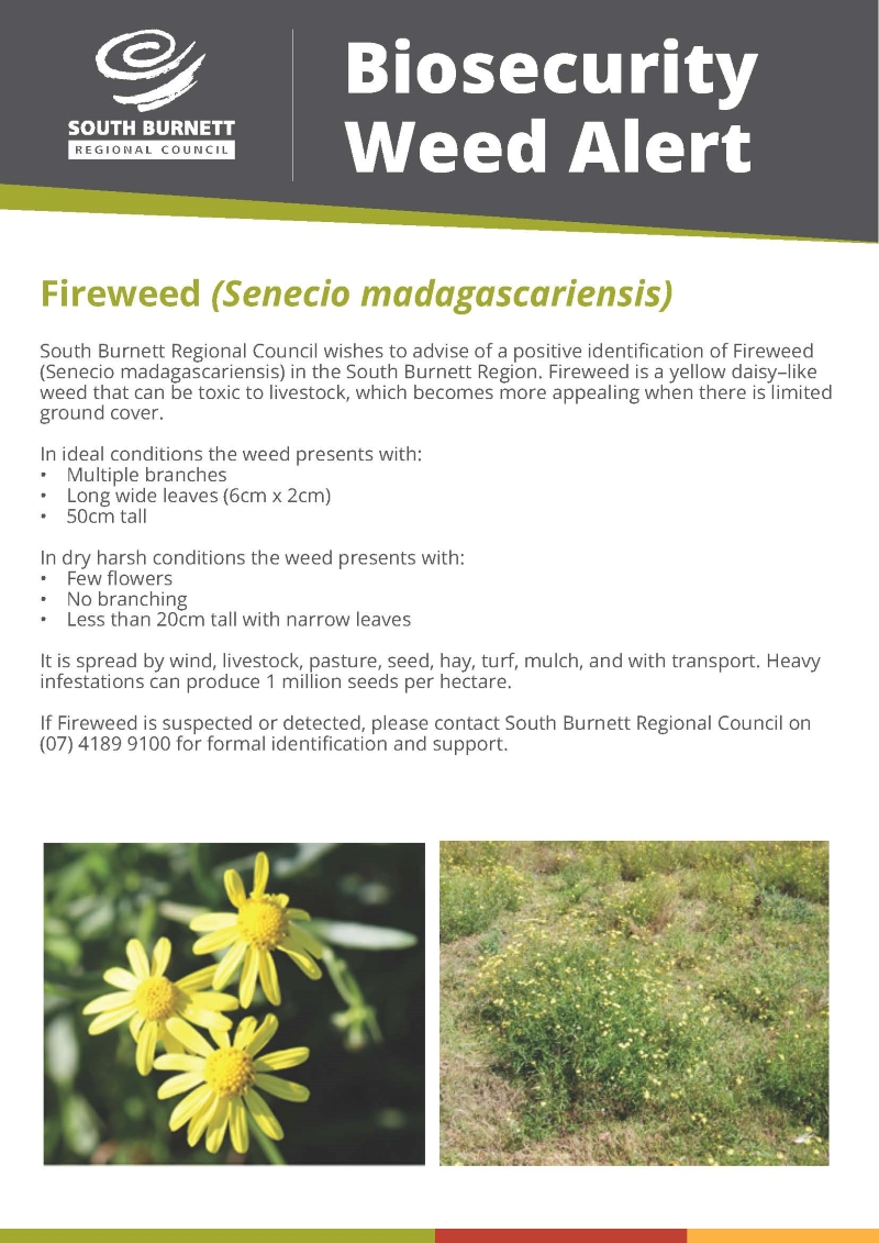 Fireweed Weed Alert