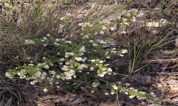 Polianthion Minutiflorum