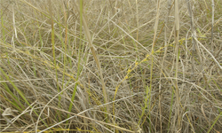 Thesium Australe R.Br