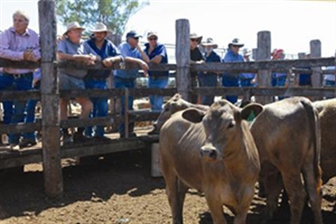 Coolabunia Saleyards