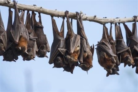 Bats.jpg
