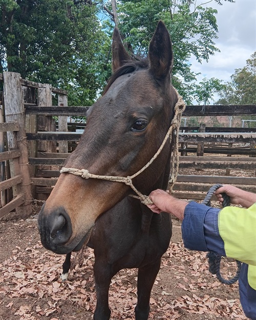 15-10-25 - Thoroughbred Mare 2.jpg