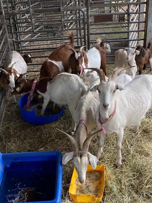 Found Goats Photo 1.jpg