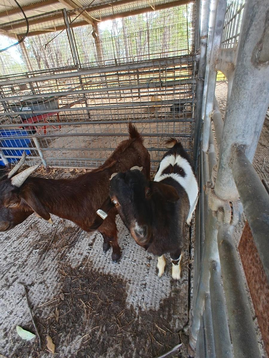 Tender - Sale of 2 Boer Cross Goats