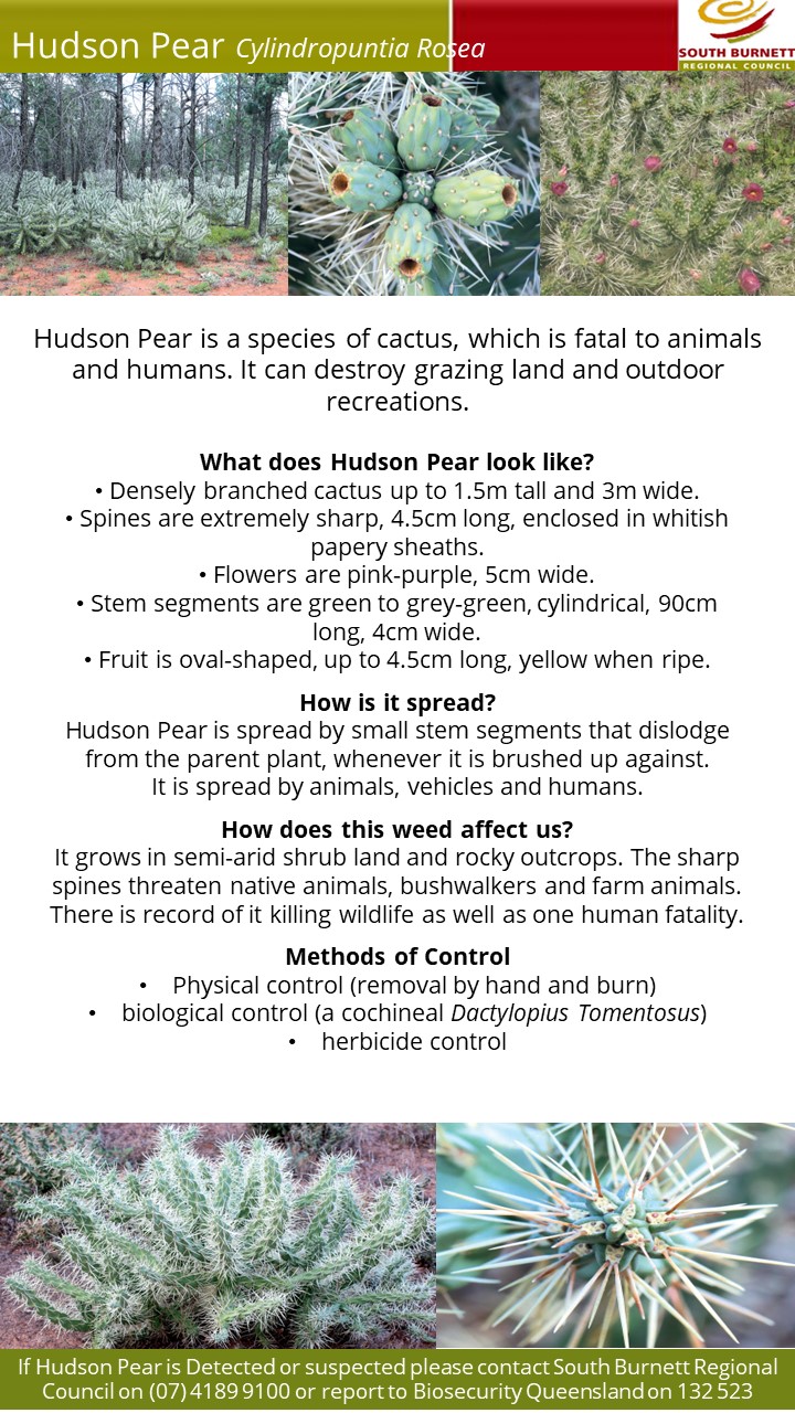 11 04 23 Fact sheet husdon pear