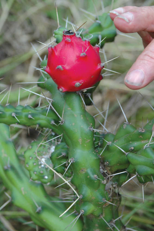 Images (Page 2): Harrisia Cactus, an invasive cactus species