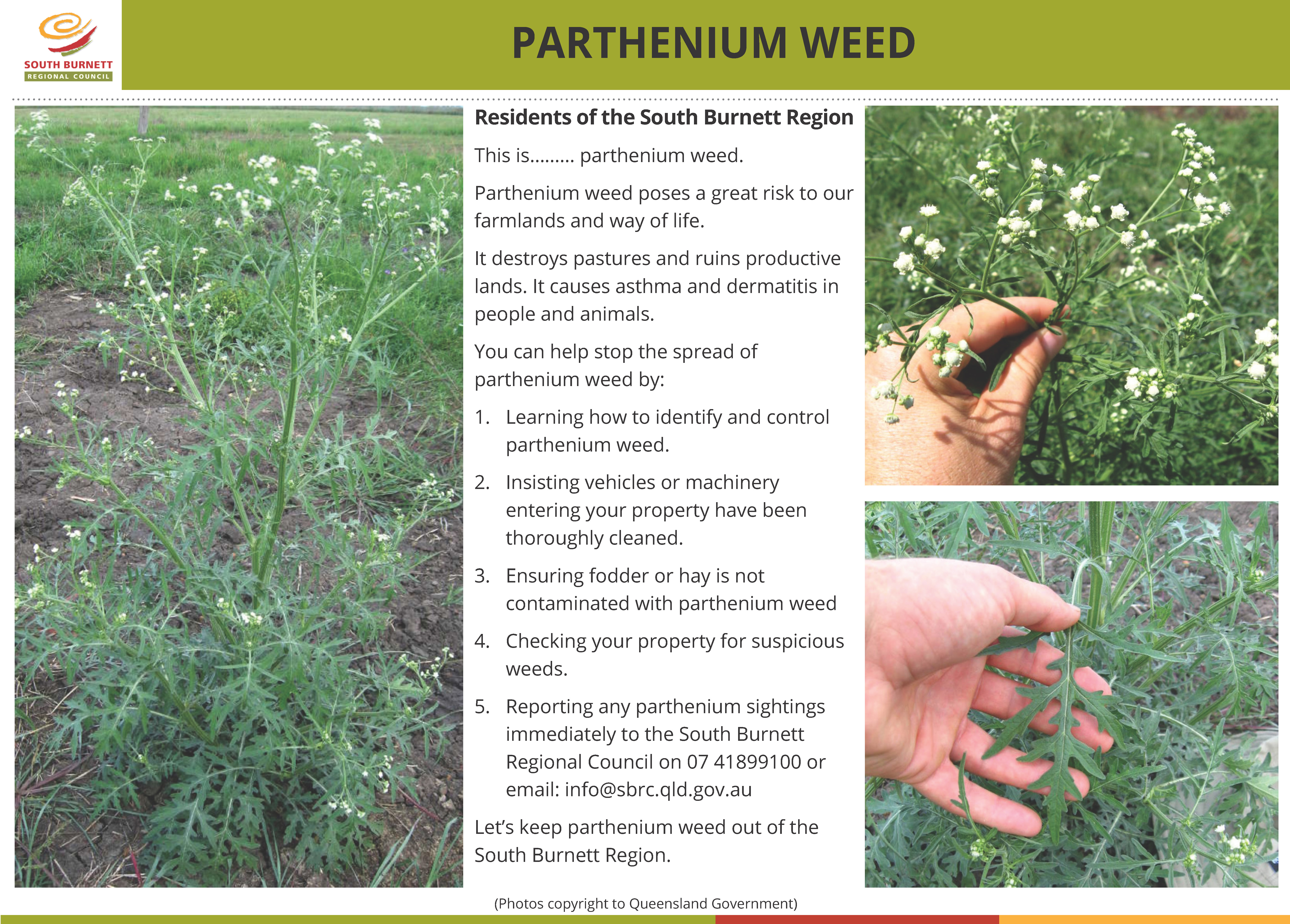 27 01 2022 Parthenium weed