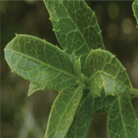 Denhamia parvifolia