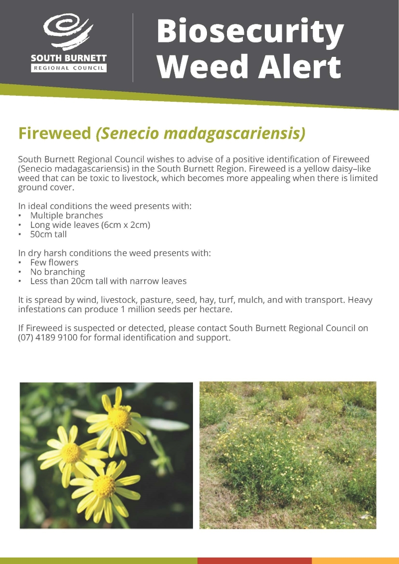 Fireweed weed alert 1