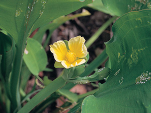 Limnocharis flower