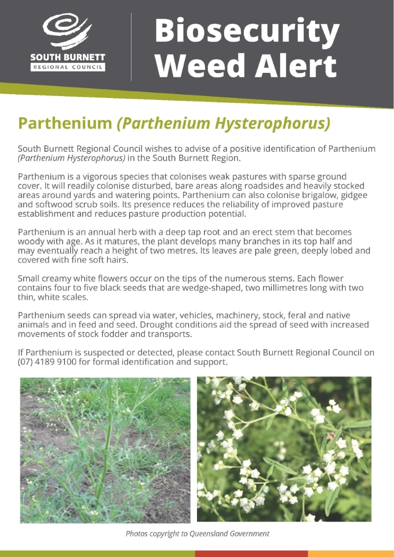 Parthenium weed alert 2