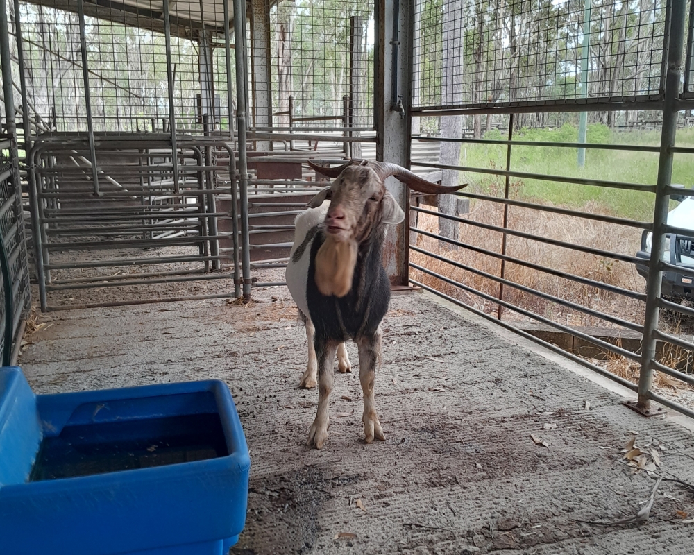 Resized found goats image